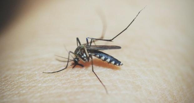 Paran comea o ano sem epidemia de dengue em nenhuma das cidades