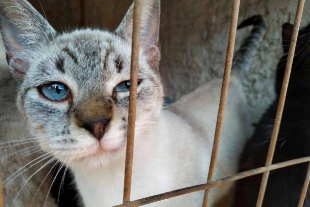 Em dois meses, 5.300 ces e gatos so esterilizados no Paran