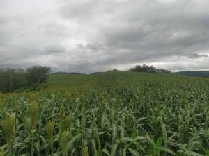 Produtores de leite de Iretama investem no cultivo do sorgo forrageiro para silagem safrinha