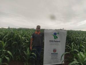 Produtores de leite de Iretama investem no cultivo do sorgo forrageiro para silagem safrinha