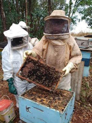 Barbosa Ferraz realiza curso de manejo avanado para a apicultura