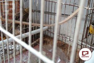 Uma pessoa foi presa em Lovat por posse de entorpecente e animais silvestres mantidos em cativeiro