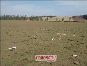 Polcia Ambiental, constata 672 cabeas de gado em estado caqutico no Distrito de Carbonera em Umuarama