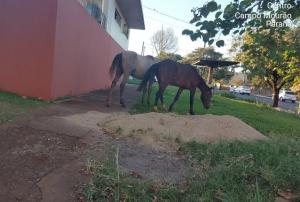 Fiscalização de Campo Mourão notifica responsável por cavalos soltos em via pública