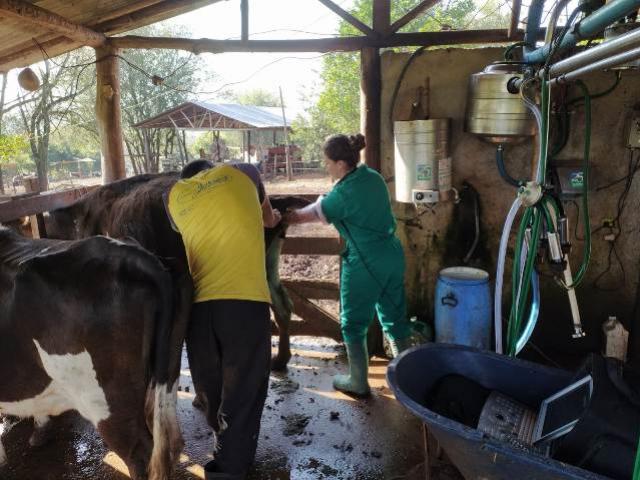 IDR-Paraná melhora manejo reprodutivo do gado leiteiro no município de Iretama