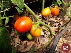 Produzir tomate sem agrotxico j  realidade em Araruna