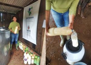 Silagem de colostro é utilizada pelos produtores de leite de Iretama