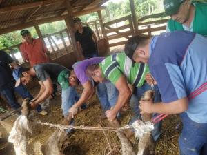 Iretama promove capacitação em casqueamento de bovinos