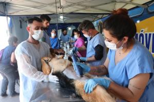 Castrao gratuita atendeu mais 217 animais em Campo Mouro