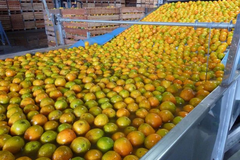 Limes, laranjas e tangerinas: citricultura ocupa 54% da rea da fruticultura no Paran