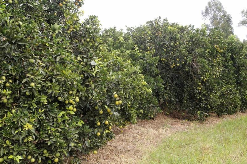 Paraná decreta emergência fitossanitária para combater doença dos citros