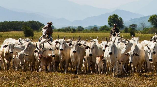 Rebanho bovino tem leve alta em 2019, aps dois anos seguidos de quedas