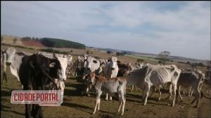 Polícia Ambiental, constata 672 cabeças de gado em estado caquético no Distrito de Carbonera em Umuarama