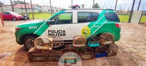 Polícia Ambiental resgata aves silvestres em cativeiro na cidade de Goioerê