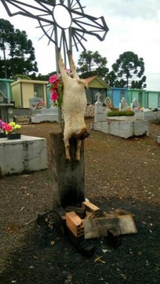 Francisco Beltro: Ritual com bode morto  encontrado em cemitrio