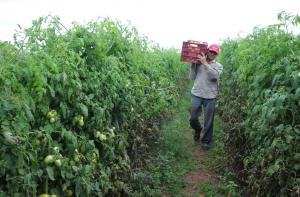 Com assistncia da Prefeitura, agricultor  produz 300 caixas de tomate em 2 mil m em Umurama