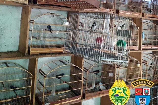 Batalho Ambiental resgata 116 pssaros em cativeiro ilegal no Sudoeste
