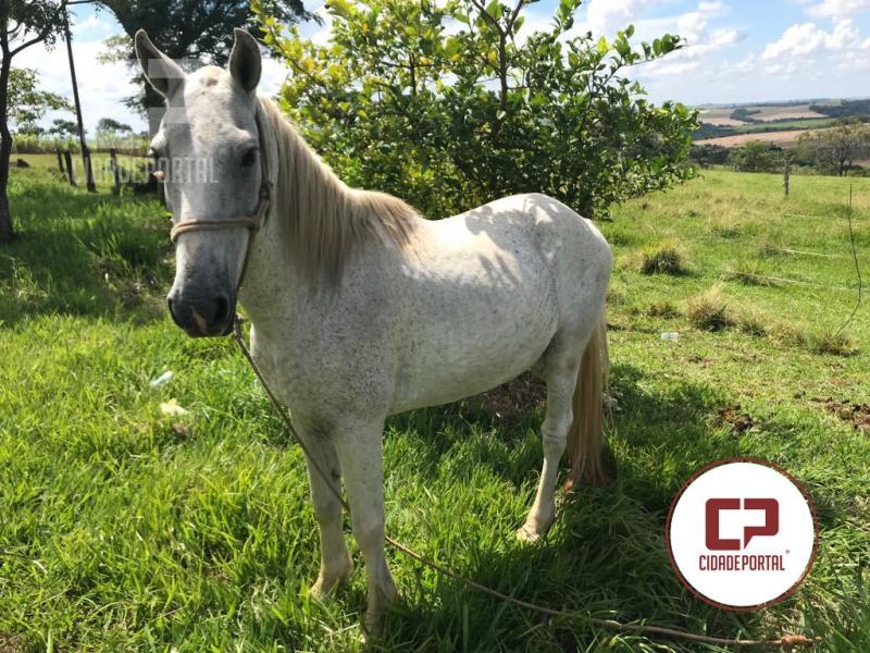 Cavalo furtado em Moreira Sales foi recuperado em Paran do Oeste
