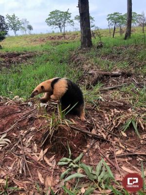 Polcia Ambiental de Umuarama resgata tamandu e o solta na natureza