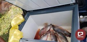 Polcia Ambiental prende duas pessoas por venda de peixes sem autorizao em Cruzeiro do Oeste