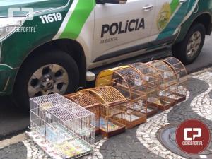 Polcia Ambiental de Umuarama fiscaliza criadores de passeriformes da fauna silvestre sem autorizao