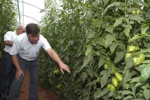 Produtor de tomate obtm alta produtividade plantando em estufa, com apoio da Prefeitura