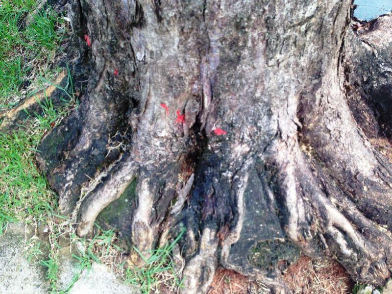 Meio Ambiente investiga morte de  rvores com suspeita de envenenamento