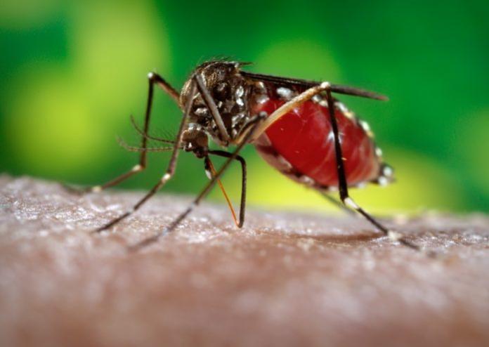 Vigilncia Ambiental j vistoriou  mais de 22 mil casas contra dengue