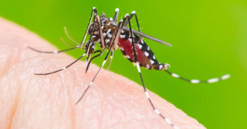 Comit rene membros para discutir aes contra a dengue