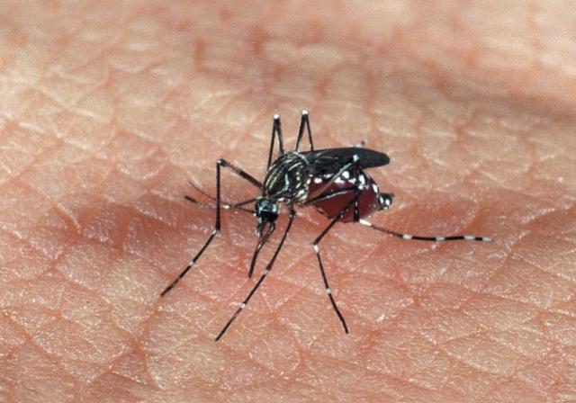 Em Umuarama Liraa aponta recuo na infestao do Aedes aegypti, mas ndice ainda  alto