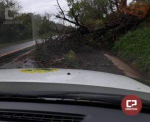 Policiais Rodovirios de Assis Chateaubriand realizam retirada de galhos da rodovia aps temporal