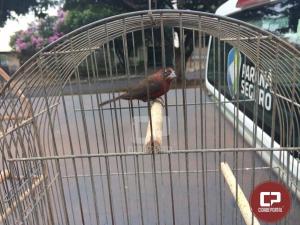 Polcia Ambiental de Umuarama resgata aves recm capturadas em Prola
