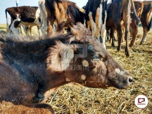 Morador de Umuarama  multado por prtica de maus tratos a bovinos
