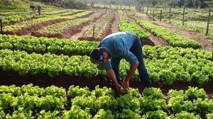 Dia do Agricultor em Umuarama lembra a importncia do homem no campo