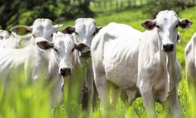 Dono de gado furtado em Mariluz oferece R$ 10 mil de recompensa por informaes