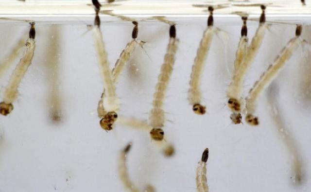 Infestao do Aedes aegypti na regio da Comcam  alarmante, diz Regional da Sade
