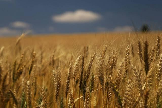 Valor Bruto da Produo Agropecuria cresce 21% em 2020 e alcana R$ 128,3 bilhes