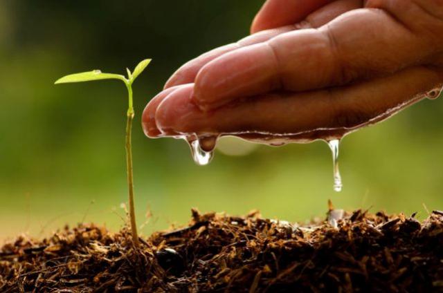 Paran Mais Verde planta 413 mil rvores nativas