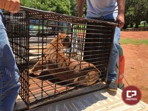 Polcia Ambiental de Umuarama captura um Puma em Xambr e solta no Parque Nacional Ilha Grande