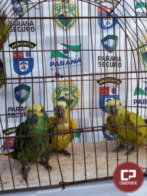 Polcia Ambiental recupera cinco pssaros mantidos em pssimas condies em Alto-Piquiri