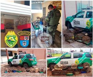 Polcia Ambiental resgata aves silvestres em cativeiro na cidade de Goioer