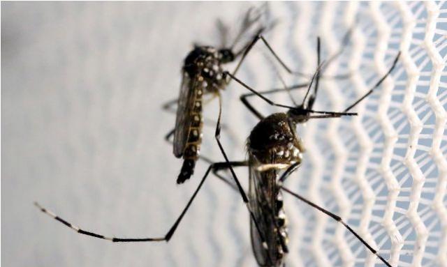 Aumenta preocupao com doenas ligadas ao Aedes aegypti no vero