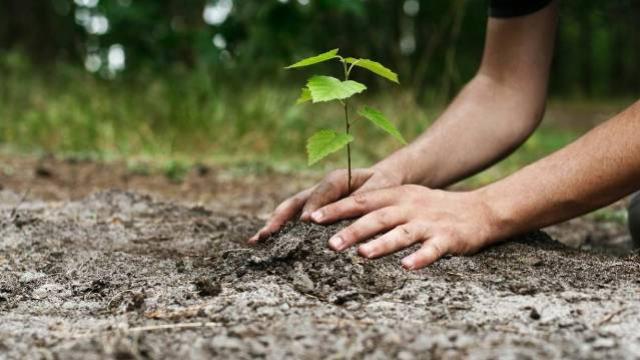 Youtubers arrecadam R$ 24 milhões para plantar árvores pelo mundo