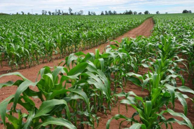 Comcam pede prorrogação de zoneamento do milho safrinha em 13 cidades da região