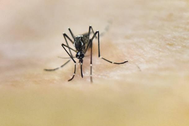 Impacto de longo prazo do zika no Pas pode chegar a R$ 36 bi