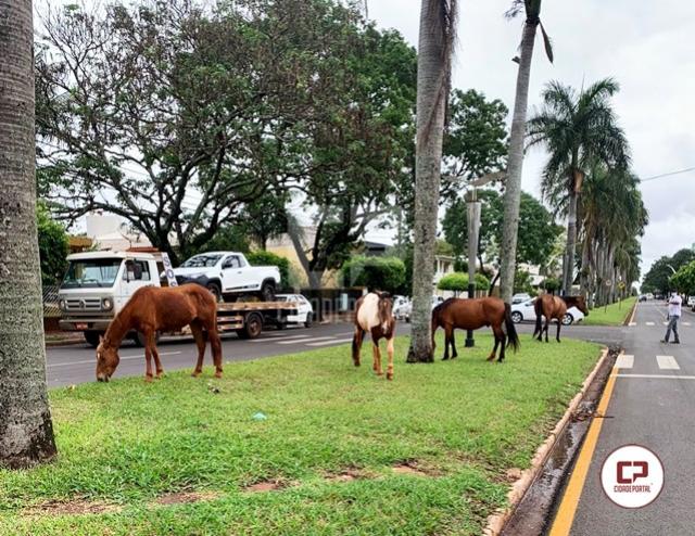 Cavalos soltos na Avenida Mauro Mori causam transtorno e perigo aos usurios da rodovia