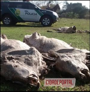Polcia Ambiental, constata 672 cabeas de gado em estado caqutico no Distrito de Carbonera em Umuarama