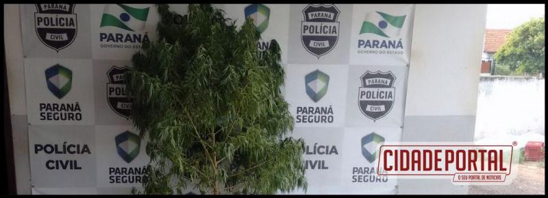 Dois acusados de cultivo da planta cannabis sativa, a maconha foram presos pelo servio reservado da Policia Militar de Goioer