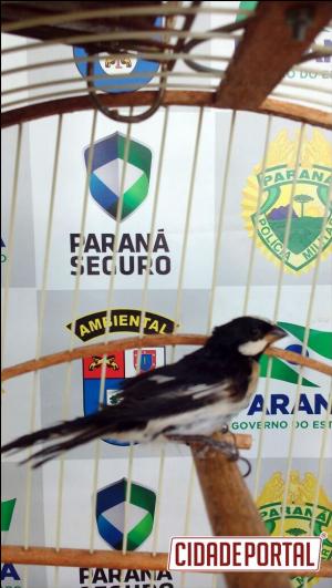 Polícia Ambiental Força Verde realiza apreensões em Cruzeiro do Oeste e Formosa do Oeste