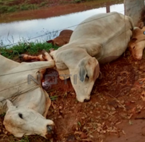 Raio mata 14 cabeas de bovinos em So Manoel do Paran